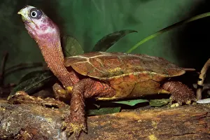 Spengleri: Black-Breasted Leaf Turtle
