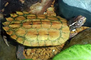 Spengleri: Black-breasted Leaf Turtle