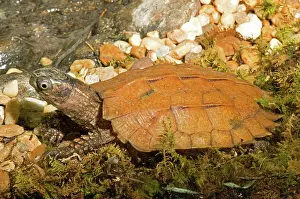 Spengleri: Black Breasted Leaf Turtle