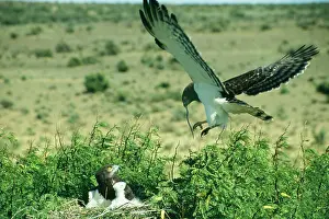 Gallicus: Black Breasted Snake EAGLE
