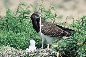 Eagles: BLACK BREASTED SNAKE EAGLE - Feeding snake to chicks