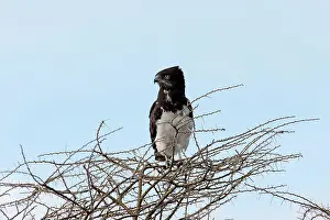 Pectoralis: Black-breasted Snake Eagle - perched on tree top