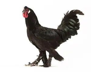 Breda: Black Breda Chicken Cockerel / Rooster