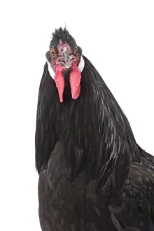 Breda: Black Breda Chicken Cockerel / Rooster