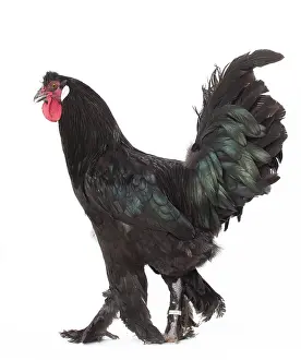 Breda: Black Breda Chicken Cockerel / Rooster