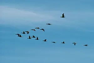 Black Brent GEESE - flock in V formation flight