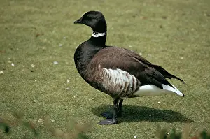 Bernicla: Black Brent GOOSE - side profile
