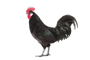 Caruncles: Black Bresse-Gallic Chicken Cockerel / Rooster