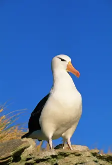 Melanophrys: Black-browed ALBATROSS