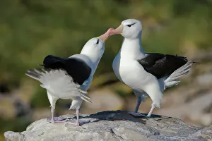 Diomedeidae: Black-Browed Albatross
