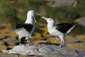 Diomedeidae: Black-Browed Albatross