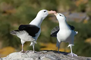 Diomedeidae: Black-Browed Albatross