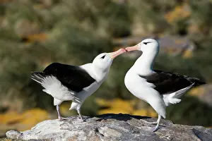 Diomedeidae: Black-Browed Albatross