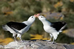 Diomedeidae: Black-Browed Albatross