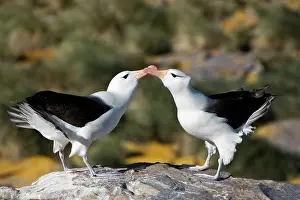 Diomedeidae: Black-Browed Albatross