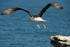 Browed: Black-Browed Albatross