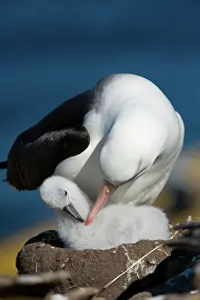 Browed: Black-Browed Albatross