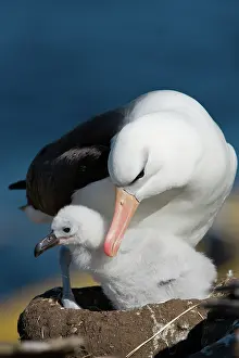 Browed: Black-Browed Albatross