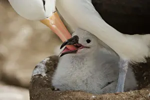 Browed: Black-Browed Albatross