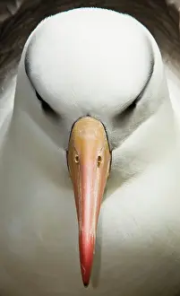 Browed: Black-Browed Albatross