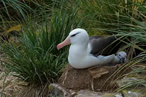 Browed: Black-Browed Albatross