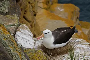Browed: Black-Browed Albatross
