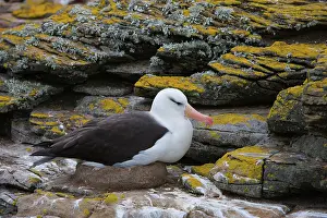 Browed: Black-Browed Albatross