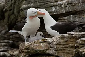 Browed: Black-Browed Albatross
