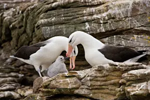 Browed: Black-Browed Albatross