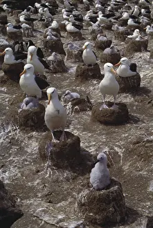 Browed: Black-Browed Albatross