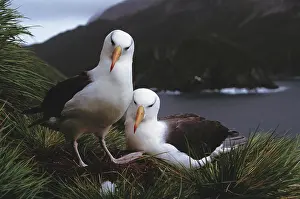 Browed: Black-Browed Albatross