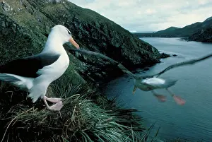 Browed: Black-browed Albatross