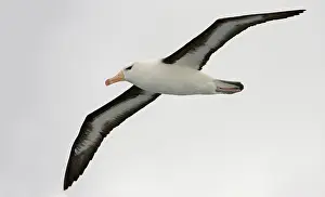 Browed: Black-browed Albatross