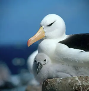 Browed: Black-Browed Albatross