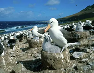 Browed: Black-Browed Albatross