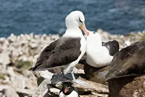 Browed: Black-browed Albatross