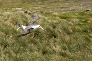 Browed: Black-browed Albatross