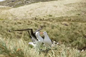 Browed: Black-browed Albatross