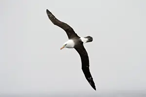 Drifting: Black-browed Albatross