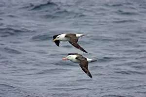 Melanophris: Black Browed Albatross - two adults in flight off Steeple