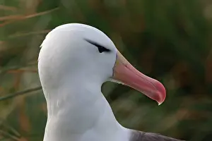 Mollymawk: Black-browed Albatross / Black-browed Mollymawk