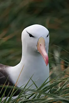 Mollymawk: Black-browed Albatross / Black-browed Mollymawk