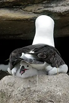 Mollymawk: Black-browed Albatross / Black-browed Mollymawk