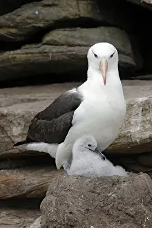 Mollymawk: Black-browed Albatross / Black-browed Mollymawk