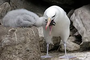 Mollymawk: Black-browed Albatross / Black-browed Mollymawk