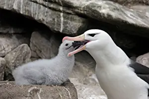 Mollymawk: Black-browed Albatross / Black-browed Mollymawk