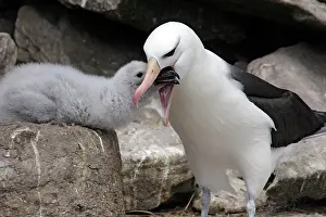Mollymawk: Black-browed Albatross / Black-browed Mollymawk