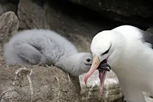 Mollymawk: Black-browed Albatross / Black-browed Mollymawk