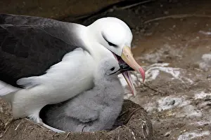 Mollymawk: Black-browed Albatross / Black-browed Mollymawk