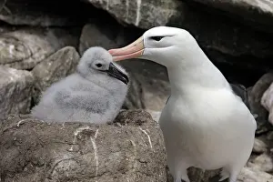 Mollymawk: Black-browed Albatross / Black-browed Mollymawk